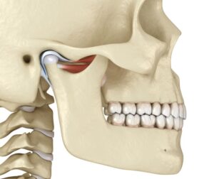 Image of human skull and mandible, showing temporomandibular joint 